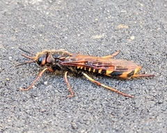 Tremex fuscicornis