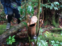 Nepenthes bicalcarata