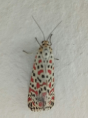 Utetheisa pulchelloides
