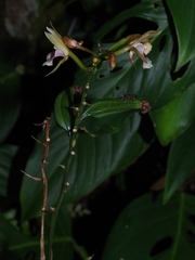 Eulophia maculata