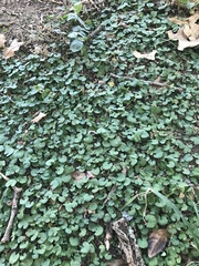 Dichondra carolinensis