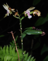 Eulophia maculata