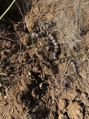 Lampropeltis californiae