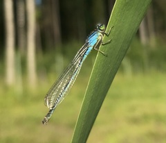 Ischnura pumilio