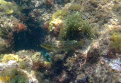 Symphodus melops