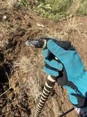 Lampropeltis californiae