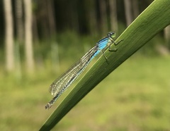 Ischnura pumilio