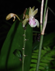 Eulophia maculata