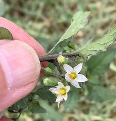 Solanum americanum