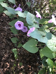 Convolvulaceae