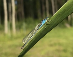 Ischnura pumilio