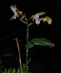 Eulophia maculata