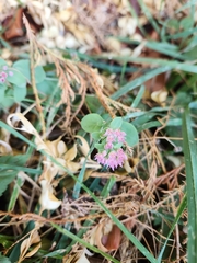 Sedum