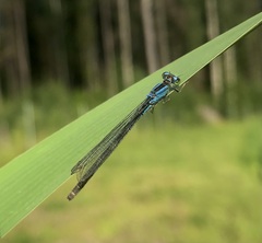 Ischnura pumilio