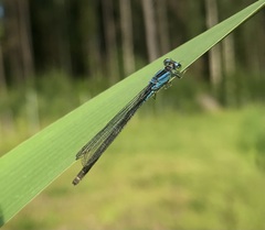 Ischnura pumilio