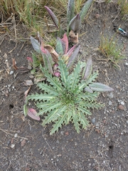 Cirsium nivale