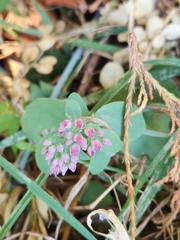 Sedum