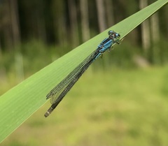 Ischnura pumilio