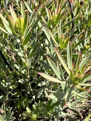 Leucadendron lanigerum lanigerum