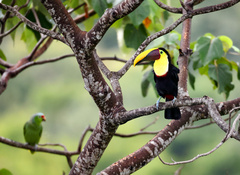Ramphastos ambiguus