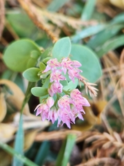 Sedum