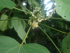 Hampea