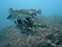 Sciaena umbra