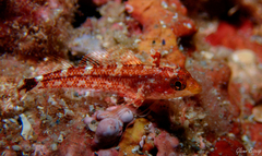 Tripterygion delaisi