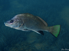 Sciaena umbra