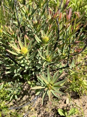 Leucadendron lanigerum lanigerum