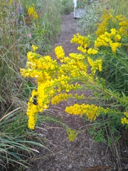 Solidago sempervirens