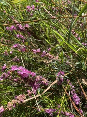 Hypocalymma robustum