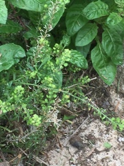 Lepidium bonariense