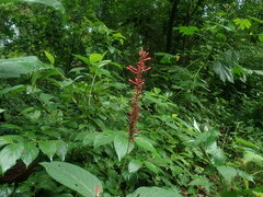 Odontonema