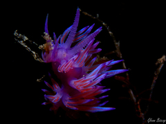 Flabellina affinis