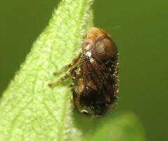 Clastoptera xanthocephala