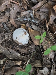 Amanita polypyramis