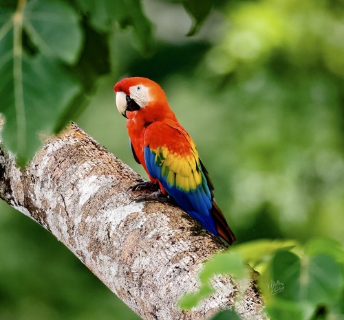 Macaw