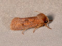 Acrolophus plumifrontella