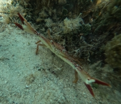 Achelous spinimanus