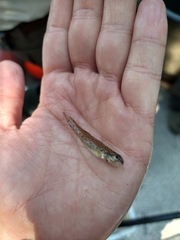 Etheostoma nigrum