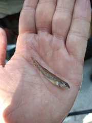 Etheostoma nigrum