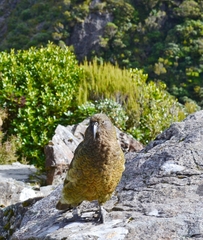 Nestor notabilis