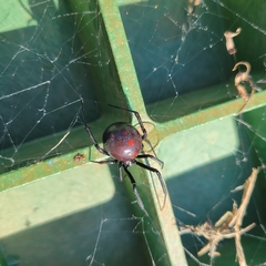 Latrodectus