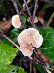 Crepidotus variabilis