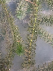 Elodea nuttallii
