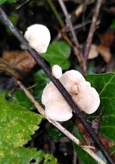 Crepidotus variabilis