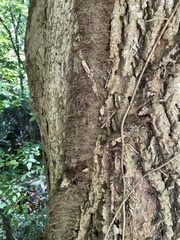 Toxicodendron radicans