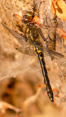 Leucorrhinia dubia