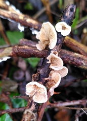 Crepidotus variabilis